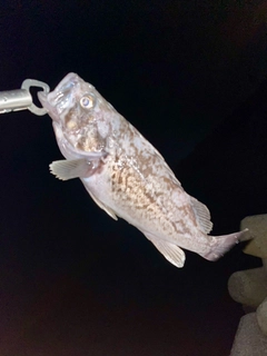 クロソイの釣果