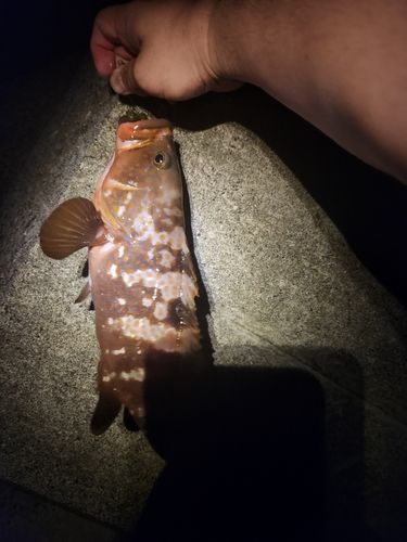 キジハタの釣果