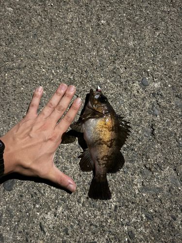 クロメバルの釣果