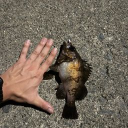 クロメバル