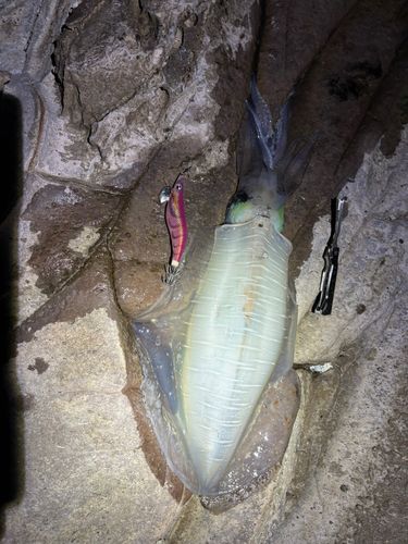 アオリイカの釣果
