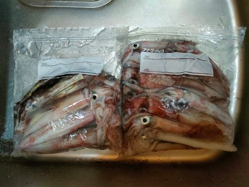 スルメイカの釣果