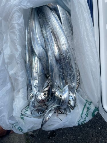 タチウオの釣果