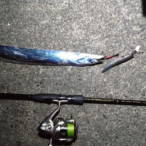 タチウオの釣果