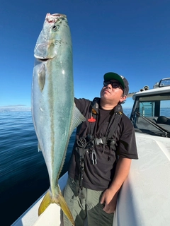 ブリの釣果