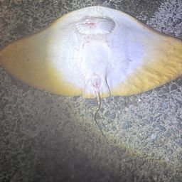 ツバクロエイ