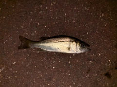セイゴ（タイリクスズキ）の釣果