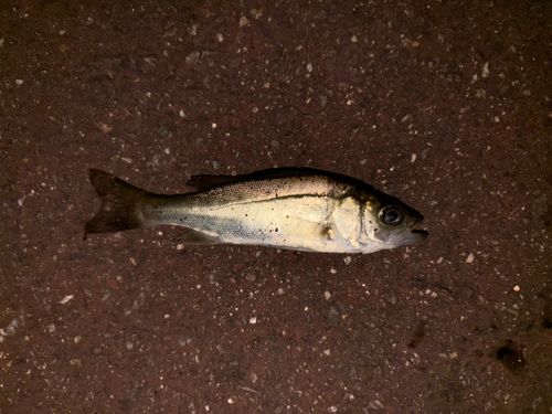 セイゴ（タイリクスズキ）の釣果