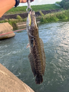 ライギョの釣果
