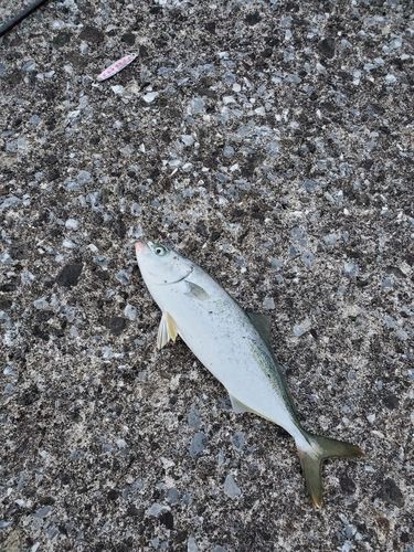 フクラギの釣果