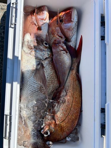 タイの釣果