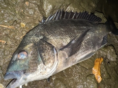 チヌの釣果