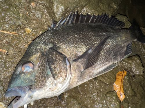 チヌの釣果