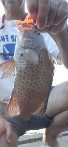 オオモンハタの釣果