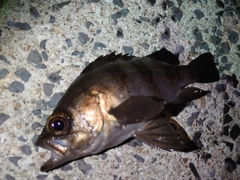 メバルの釣果