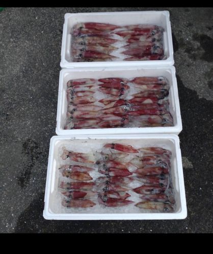 シロイカの釣果