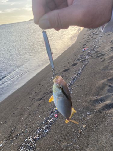 クロエソの釣果