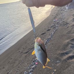 クロエソ