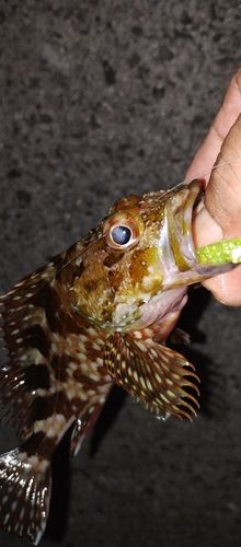 カサゴの釣果