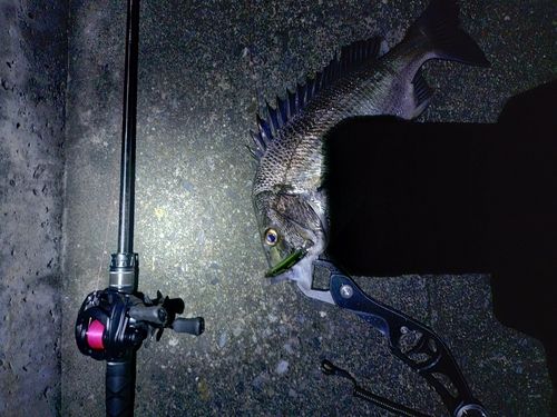 チヌの釣果