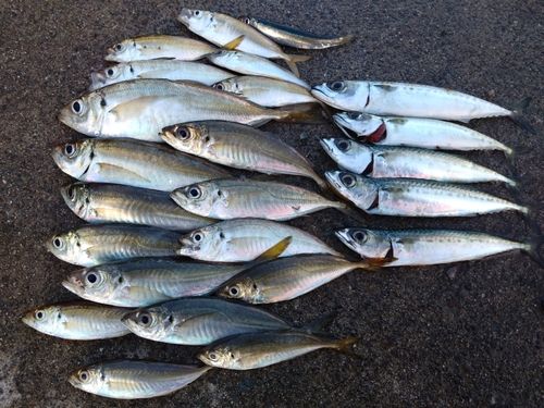 アジの釣果