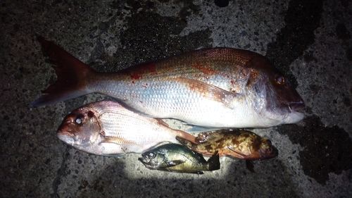 マダイの釣果