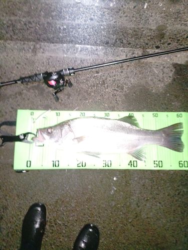 ヒラスズキの釣果