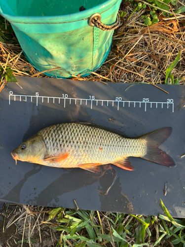 コイの釣果