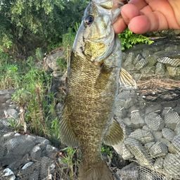 スモールマウスバス