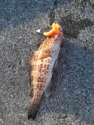 オオモンハタの釣果