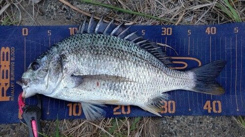 キビレの釣果