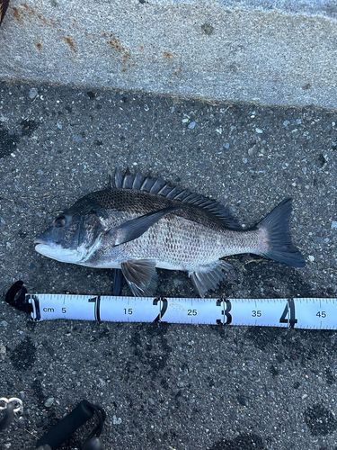 クロダイの釣果