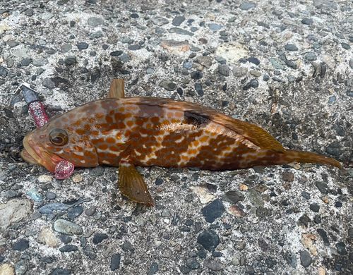 キジハタの釣果