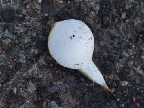 クサフグの釣果