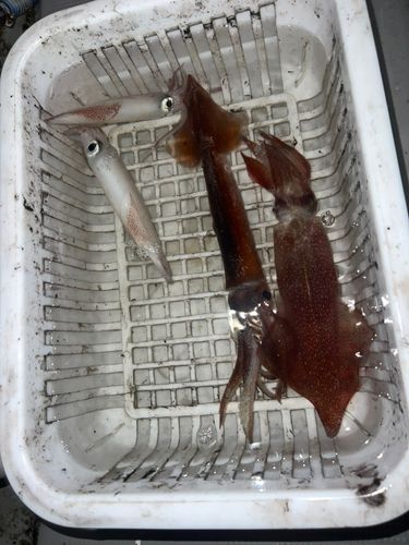 アカイカの釣果