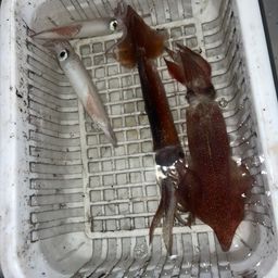 アカイカ