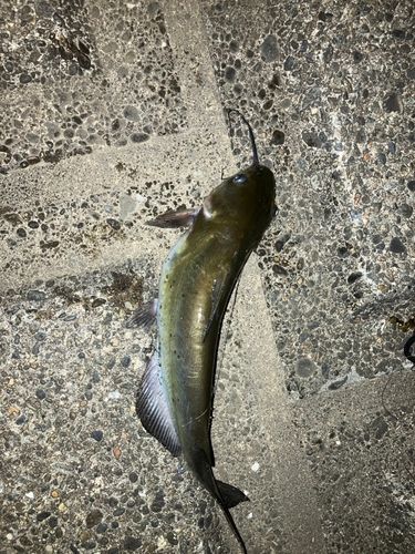 アメリカナマズの釣果