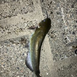 アメリカナマズ