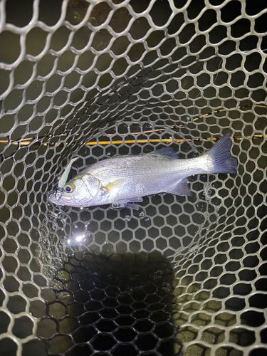 ヒラスズキの釣果