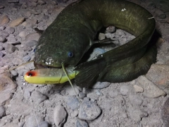 ナマズの釣果