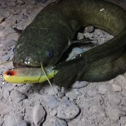 ナマズ