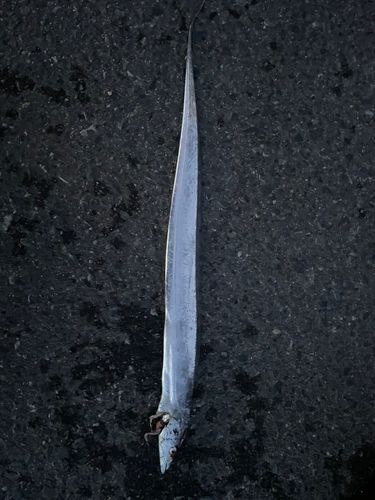 タチウオの釣果