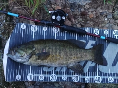 スモールマウスバスの釣果