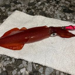 ケンサキイカ