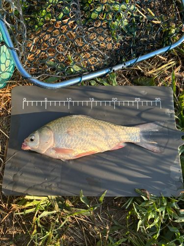 ヘラブナの釣果