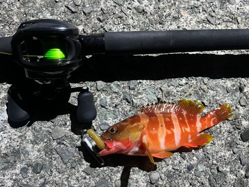 アカハタの釣果