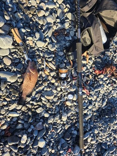 オオモンハタの釣果