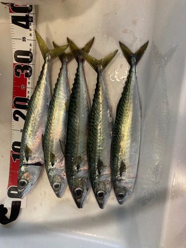 サバの釣果