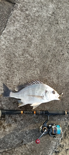 キビレの釣果