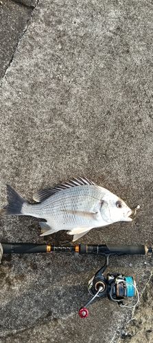 キビレの釣果
